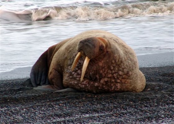 FILE - This Friday, Sept. 28, 2007 photo provided by the North Slope Borough shows a young male walrus resting on the beach in Barrow, Alaska. Lack of ice in the Chukchi Sea over the summer forced a large number of walruses to haul out on shore until ice reformed in October. Shell Oil two years ago spent $2.1 billion for leases in the Chukchi. Alaska Native groups and environmentalists are hoping a judge or the Obama administration will intervene. (AP Photo/North Slope Borough, Noe Texeira) ** NO SALES **